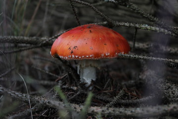 Pilz Zeit