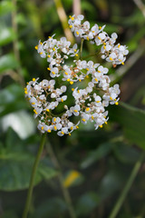 Lilypad begonia (Begonia nelumbiifolia) flowers