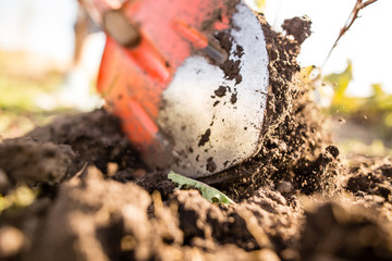 a woman digs a garden with a shovel