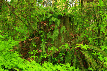 Obraz premium a picture of an Pacific Northwest rainforest with ferns