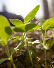 small shoots of sunflower in the ground