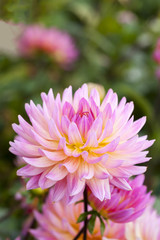 Fototapeta premium Dahlien (Dahlia)
