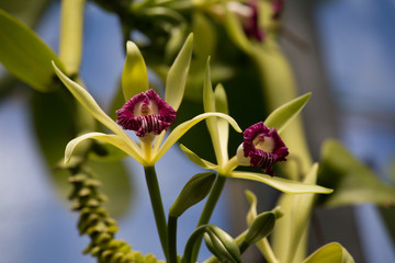 Flowering Vanilla imperialils