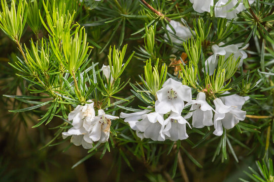 Conservatory grown flowering Rhododendron taxifolium