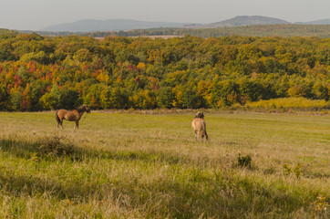 horses standing on meadow outdoor