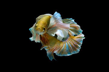 The beauty of betta splendens or siamese fighting fish or big ears  betta, motion on black background