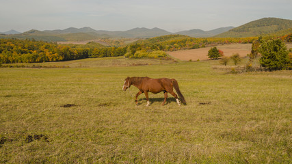 beauty horse standing in middle of meadow autumn 