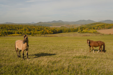 beauty horse standing in middle of meadow autumn 