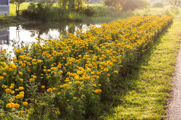Marigold flower garden back beautiful light.