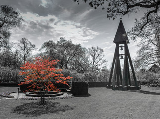 Red tree in black and white