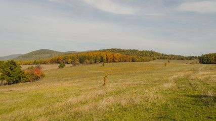Obraz premium autumn in forest