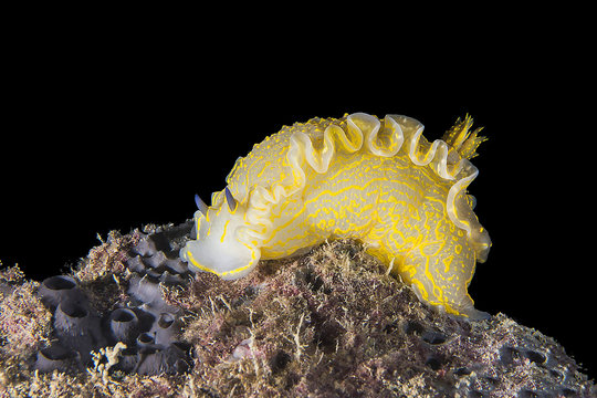 Nudibranch doride