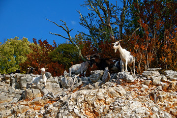 Chèvres sur rocher