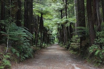 Forest walk, redwoods