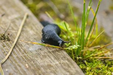 Arion ater. Forest Black slug on wooden desk. Selective focus