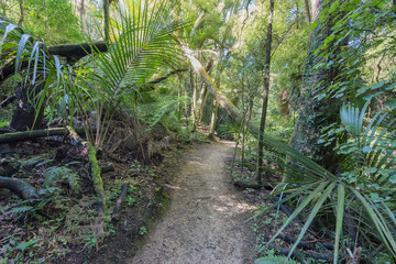 A hiking Trail in the woods in New Zealand
