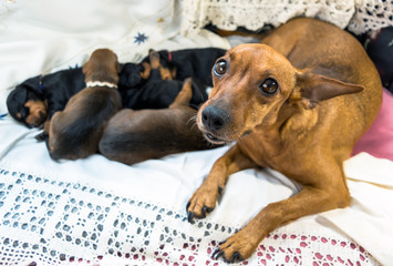 Miniature Pinscher mother with puppies