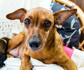 Red miniature pinscher dog
