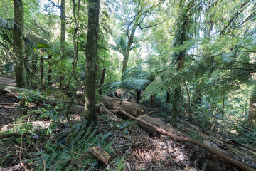 A fallen tree on the ground in a forest
