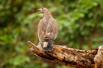Oriental honey buzzard, Pernis ptilorhynchus, perched on branch in nice morning light against blurred forest in background.  Widlife scene from forest nature, Ranthambore, India.