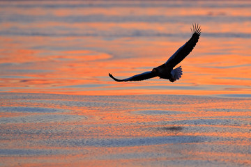 Fototapeta na wymiar Eagle flying above the sea. Beautiful Steller's sea eagle, Haliaeetus pelagicus, flying bird of prey, with sea water, Hokkaido, Japan. Wildlife action behaviour scene, nature. Morning sun, sunrise.
