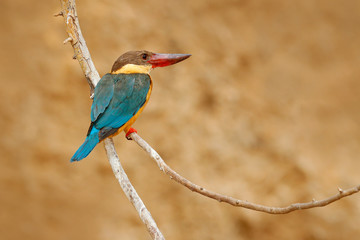 Stork-billed Kingfisher, Pelargopsis capensis, sitting on the tree trunk in river. Wildlife scene from nature, Ranthambore, India, Asia. Blue bird with orange leg, with water surface.