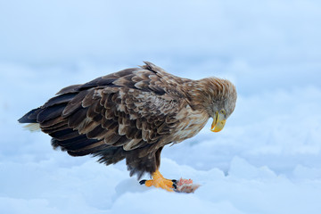 White-tailed eagle, Haliaeetus albicilla, Hokkaido, Japan. Action wildlife scene on ice.  Bird in nature sea habitat, snow with ice. Winter with bird of prey. Wildlife Japan. Eagle with fish in talons