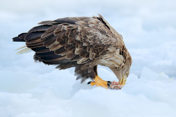 White-tailed Eagle with catch fish in snowy winter, snow in the forest habitat. Wildlife scene from wild nature. Feeding scene with bird and fish, Japan. Wildlife scene from nature.