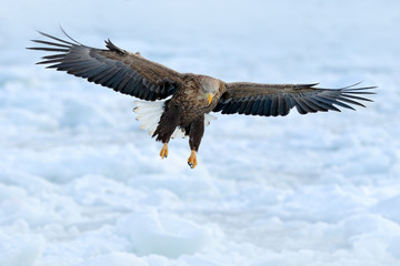 Eagle fly above the sea ice. Winter scene with bird of prey. Big eagles, snow sea. Flight White-tailed eagle, Haliaeetus albicilla, Hokkaido, Japan. Action wildlife scene with white cold ice.