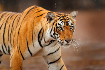 Big wild cat, endangered animal. End of dry season, beginning monsoon. Tiger walking in green vegetation. Wild Asia, wildlife India. Indian tiger, wild animal in nature habitat, Ranthambore, India.