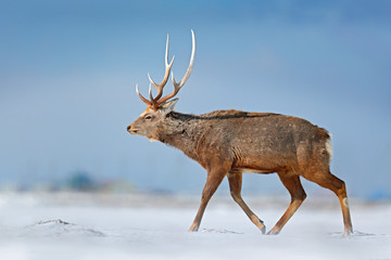 Fototapeta premium Animal with antler in the nature habitat, winter scene, Hokkaido, wildlife nature, Japan. Hokkaido sika deer, Cervus nippon yesoensis, in the snow meadow, winter mountains and forest in the background