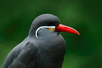 Fototapeta premium Inca Tern, Larosterna inca, bird on tree branch. Portrait of Tern from Peruvian coast. Bird in nature sea forest habitat. Wildlife scene from nature. Black Inca Tern, red bill, Peru. Bird, white beard