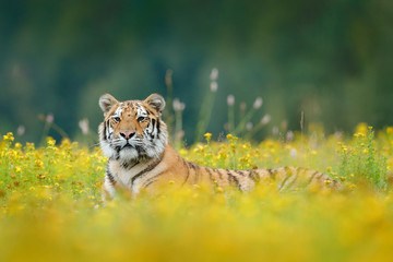 Obraz premium Tiger with yellow flowers. Siberian tiger in beautiful habitat. Amur tiger sitting in the grass. Flowered meadow with danger animal. Wildlife Russia. Summer with tiger. Animal lying in bloom.