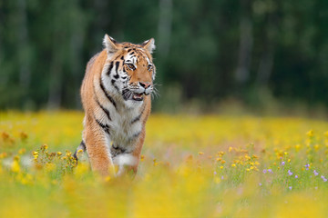 Fototapeta na wymiar Tiger with yellow flowers. Siberian tiger in beautiful habitat. Amur tiger sitting in the grass. Flowered meadow with danger animal. Wildlife Russia. Summer with tiger. Animal walking in bloom.