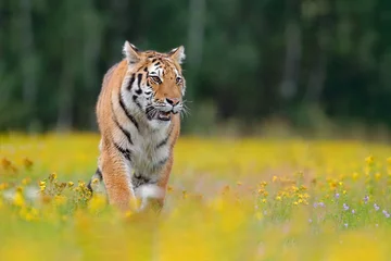 Zelfklevend Fotobehang Tiger with yellow flowers. Siberian tiger in beautiful habitat. Amur tiger sitting in the grass. Flowered meadow with danger animal. Wildlife Russia. Summer with tiger. Animal walking in bloom. © ondrejprosicky