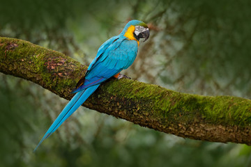 Obraz premium Blue-and-yellow macaw, Ara ararauna, large South American parrot with blue top parts and yellow under parts. Beautiful bird, in the nature habitat. Wildlife Brazil. Wild blue parrot in the forest.