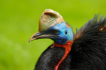 Southern cassowary, Casuarius casuarius, also known as double-wattled cassowary, Australian big forest bird, detail hidden portrait from dark tropic forest, Papua New Guinea. Rare bird in habitat.