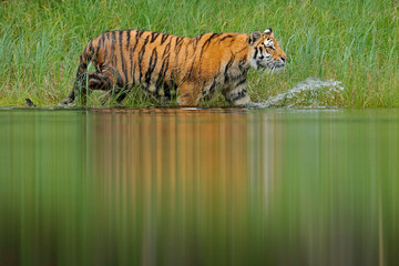 Amur tiger walking in lake water. Danger animal, tajga, Russia. Animal in green forest stream. Green grass, river droplet. Siberian tiger splash water. Tiger wildlife scene, wild cat, nature habitat.
