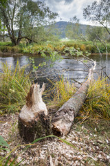 Fototapeta na wymiar Beaver job on the river.
