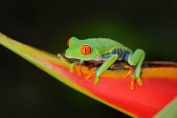 Red-eyed Tree Frog, Agalychnis callidryas, animal with big red eyes, in the nature habitat, Panama. Frog from Nicaragua. Beautiful frog in forest, exotic animal from central America, red flower.