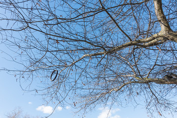 A tyre hanging from the bare branches of a tree
