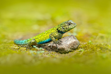 Naklejka premium Emerald Swift Caresheet, Sceloporus malachiticus, w środowisku naturalnym. Piękny portret rzadkiej jaszczurki z Kostaryki. Bazyliszek w zielonym lesie w pobliżu rzeki. Zwierzęca, tropikalna część Ameryki.