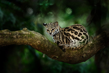 Fototapeta premium Margay, Leopardis wiedii, piękny kot siedzący na gałęzi w tropikalnym lesie, Ameryka Środkowa. Scena dzikiej przyrody z tropikalnej przyrody. Podróżowanie po Kostaryce. Dziki kot, ocelot z Kostaryki.