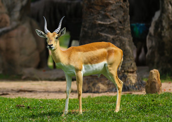 young impala 