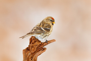 Garden bird Common Linnet, Carduelis cannabina, songbird sitting on the nice lichen tree branch, Czech. Bird in nature. Spring tit with beautiful morning light. Songbird in the nature habitat.