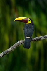 Chestnut-mandibled toucan sitting on branch in tropical rain with green jungle background. Wildlife scene from tropic jungle. Animal in Costa Rica forest. Bird with big bill. Rainy season in America.