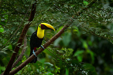 Toucan sitting on the branch in the forest, Boca Tapada, green vegetation, Costa Rica. Nature travel in central America. Keel-billed Toucan, Ramphastos sulfuratus, bird with big bill. Green tree, bird