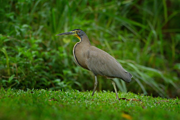 Bare-throated Tiger-Heron, Tigrisoma mexicanum, in nature green vegetation. Action wildlife scene from Costa Rica forest. Heron in tropic jungle. Head of bird. Detail portrait of beautiful heron.