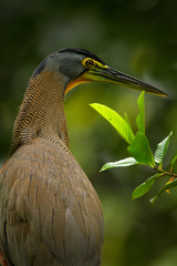 Detail portrait of beautiful heron. Bare-throated Tiger-Heron, Tigrisoma mexicanum, in nature green vegetation. Action wildlife scene from Costa Rica forest. Heron in tropic jungle. Head of bird.