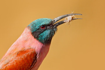 Bee-eater with catch in the bill. Portrait of pink Northern Carmine Bee-eater, Botswana. Detail portrait of heed pink bird. Wildlife scene from Africa. Bird beak with insect. Funny feeding scene.